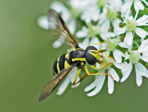 Philhelius pedissequus